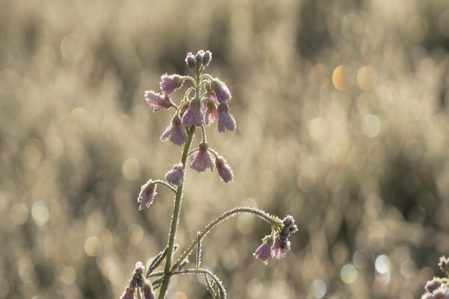 A frost-encrusted Cuckoo Flower